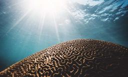 "فکر کردن" روی کاغذ