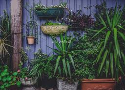 پرطرفدارترین گل و گیاه برای ویلا