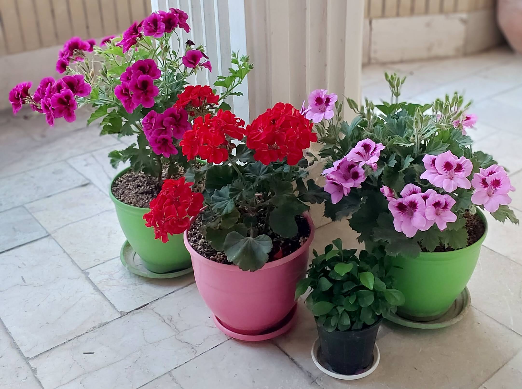 گلدان های بالکن خانه