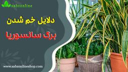 دلایل خم شدن برگ گیاه سانسوریا