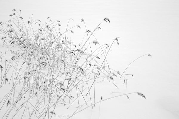 نکات اساسی برای عکاسی از برف – چگونه یک سرزمین عجایب زمستانی ثبت کنیم