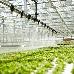 چگونه با کنترل رطوبت گلخانه خود، محصولات و گیاهان سالم‌تری داشته باشیم؟