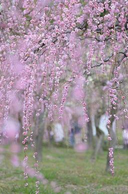 شطحی در بازگشت بهار