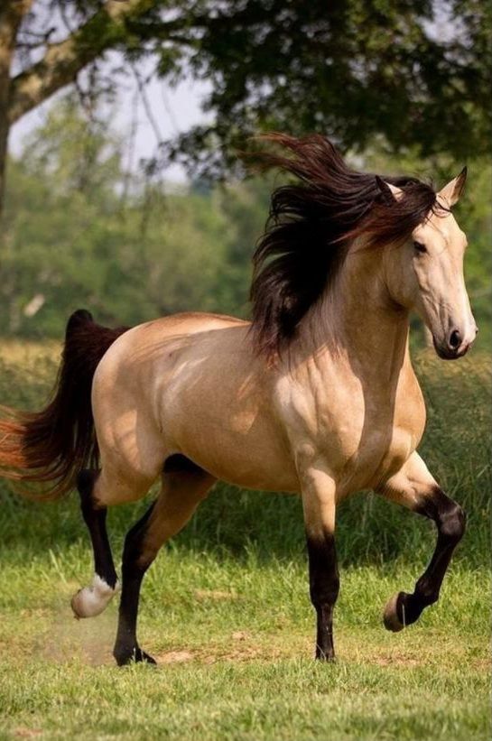 ولی به نظر من زیباترین اسب این مدلیه...