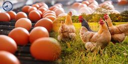 بسته بندی تخم مرغ | گواتر کنترل