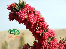 خواص زرشک چیست؟ (گیاهی شگفت انگیز برای سلامتی)