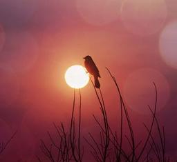 ۳۶۵ روز من وخدا