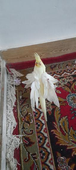 عروس هلندی پروانه ای ایرانی ،بی نظیر در دنیا