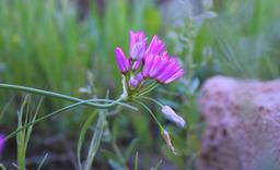 نامه‌ای برای تویی ‌که نمیخوانی