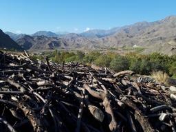 عفونت مایکوپلاسمایی من