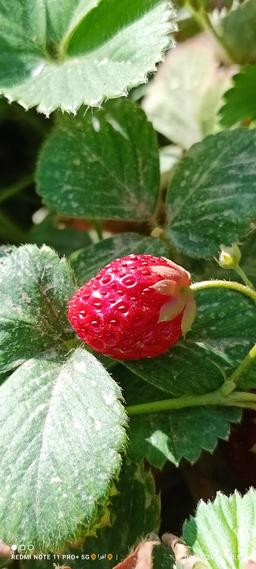 دستگاه های اکسیژن ساز