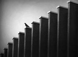 ریتم در عکاسی