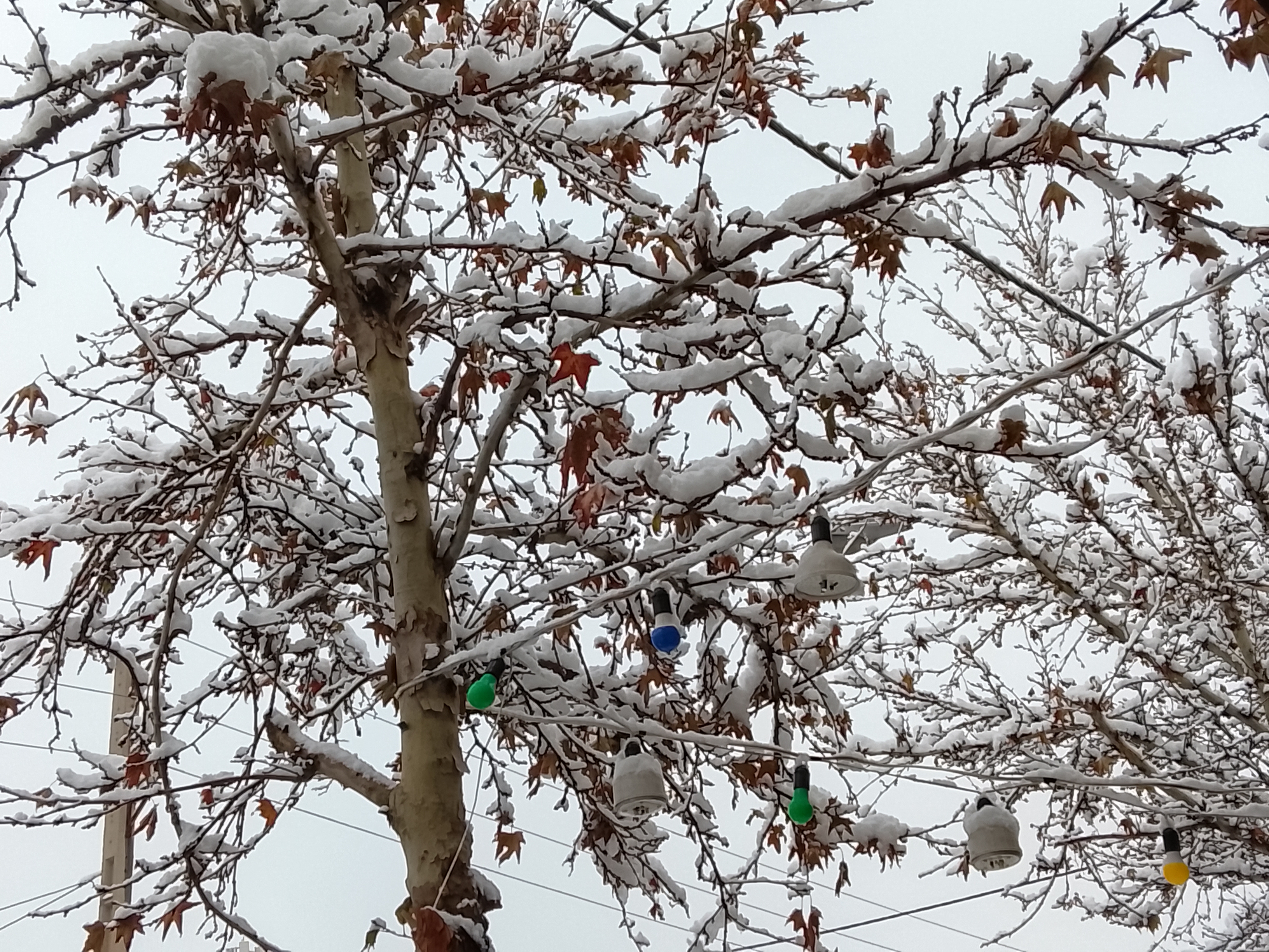 حتی توی یخبندون هم چراغ‌های رنگی دیده میشن.