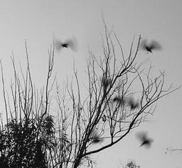 آخرین مهمان