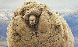 چرم گوسفندی چیست؟ راهنمای کاربردی برای همه در 1401