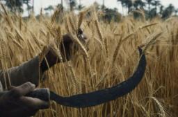 اه یک مزرعه در پشت سرت راه افتاد