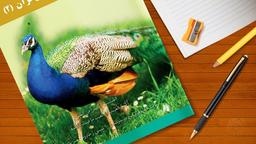 درس عربی را چگونه 80 درصد بزنیم؟