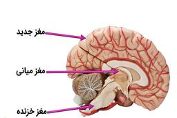 آشنایی با مغز های سه گانه