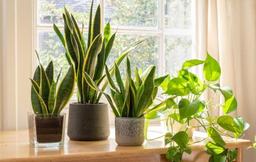 فواید آمینو اسید برای گیاهان آپارتمانی