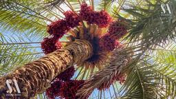 تولید و مصرف خرما در ایران