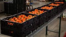 سبد پلاستیکی: دوست صمیمی باغبان و میوه‌فروش!