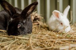 My Rabbits Eat Loofah
