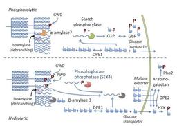 فرصت ها برای مهندسی تجمع نشاسته برگ (مقاله ترجمه شده)