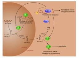 دخالت microRNA در جنبه های کاربردی و تکاملی سیستم عصبی (مقاله ترجمه شده)