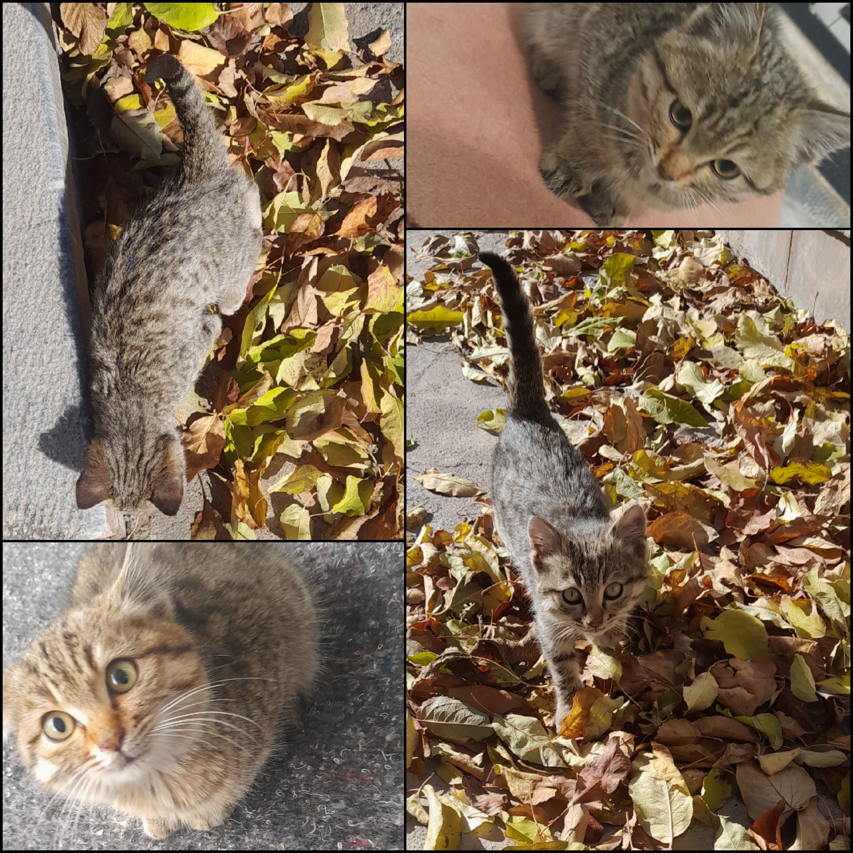 کجایی دو روزه نیستی تنها دوست من در یک ماه تنهایی ؛)