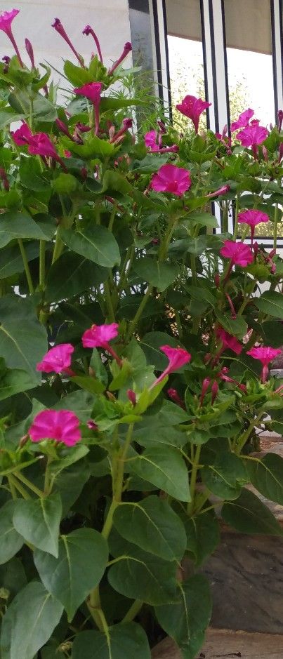 گل های خانه‌مان :)