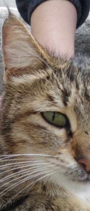 چشمهایش🥲(البته اینجا فقط یک چشمش است!)