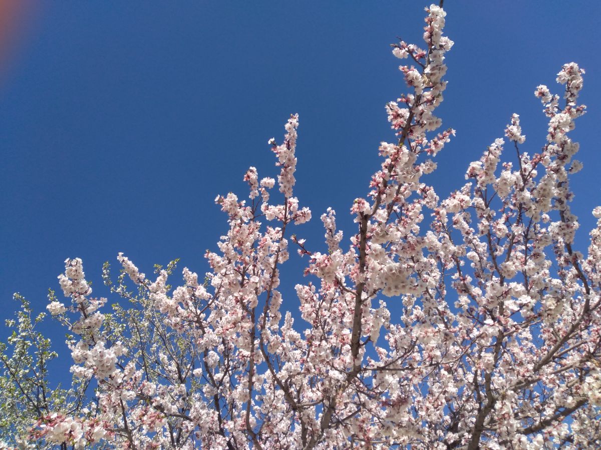 آبی و صورتی 