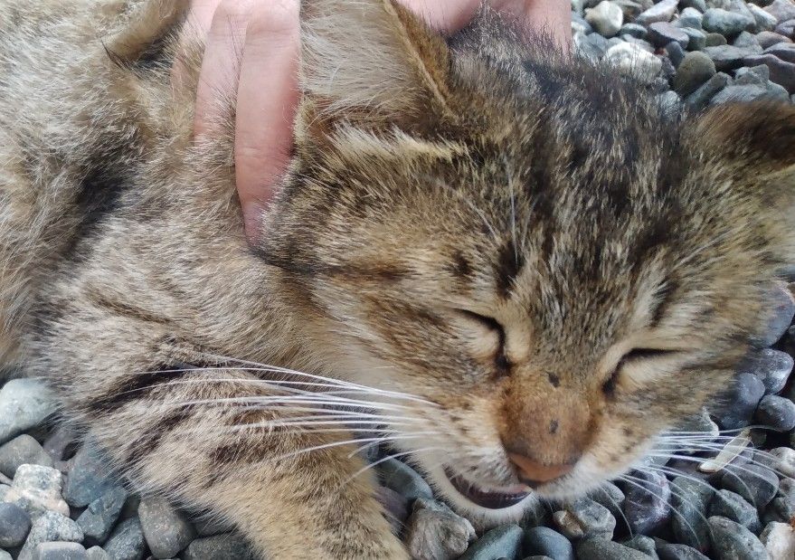 دارم نوازشش میکنم،واکنششو😐