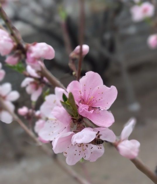 زنبورِ ترسناک در حال آشامیدن شهد شکار شد!