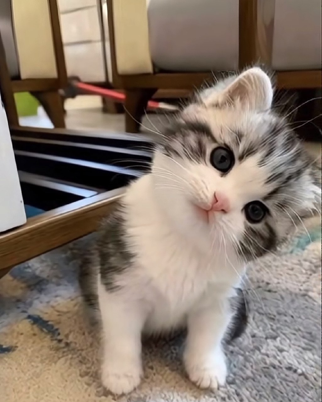 اینم برا اینه که گوگول دوس داله🥺