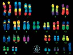 تکنیک FISH (هیبریداسیون درجا فلوروسنت)