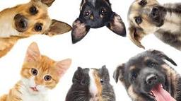 دیجی پت و آشنایی با نیاز های حیوانات