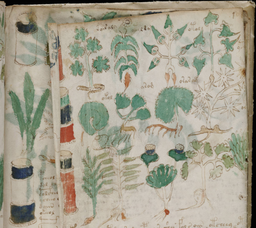 2. Voynich Manuscripts (ادامه)