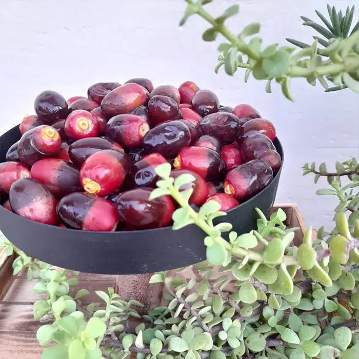 (منبع: تصاویر گوگل)