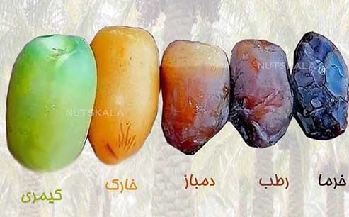 به جای کیمری می‌گیم خمل (منبع: سایت درون حک شده در عکس)