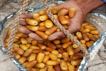 آل مهتری (منبع: ایرنا)