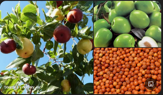 کنار {منبع: جستجوی گوگل}