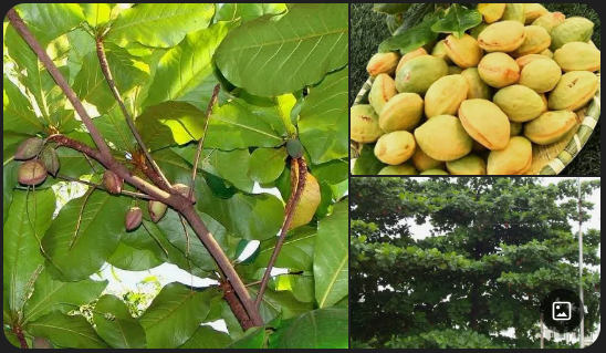 گارم زنگی یا لوز {منبع: جستجوی گوگل}