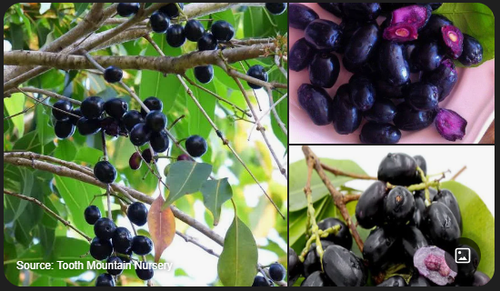 جَم یا جمبو {منبع: جستجوی گوگل}