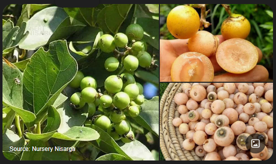 سپستان {منبع: جستجوی گوگل}