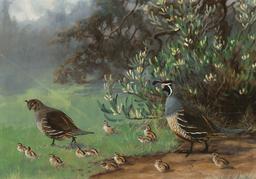 بازاریابی کبکی چیست؟نوید امیرنجات