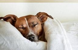 بیماری پاروا سگ | ویروس کشنده که باید موقع درمان شود!