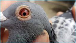 بیماری کبوتر