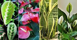 گیاهان زینتی مناسب برای محیط کم نور