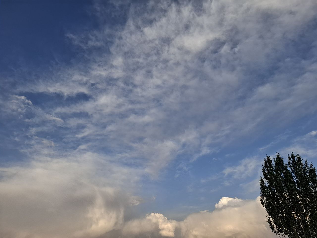 آخرین قاصدک